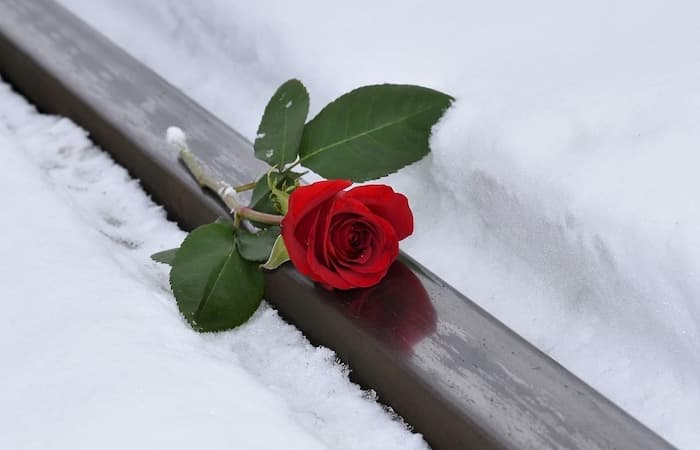 psicólogo online duelo sección